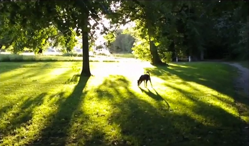 chien-godard-adieu-au-langage