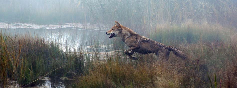 Le dernier loup de Jean-Jacques Annaud