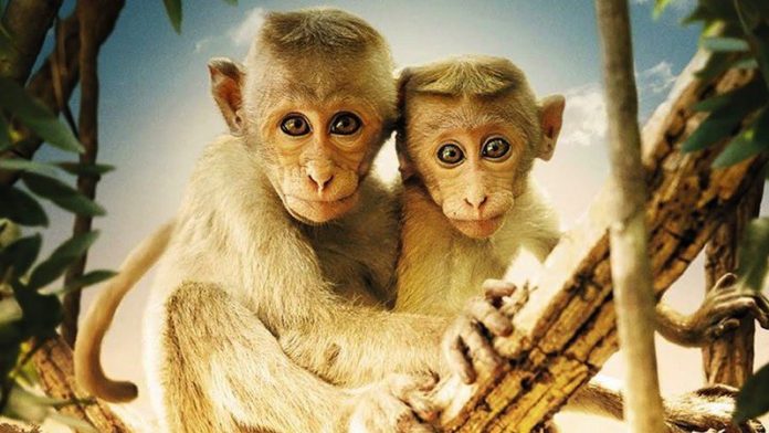au-royaume-des-singes_2