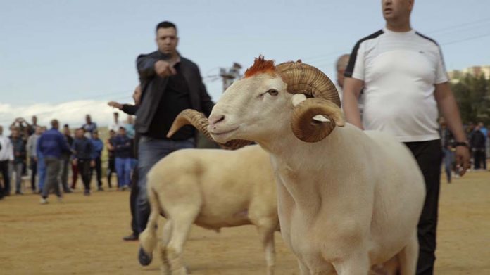 Des moutons et des hommes