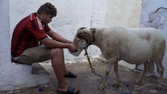 Des moutons et des hommes