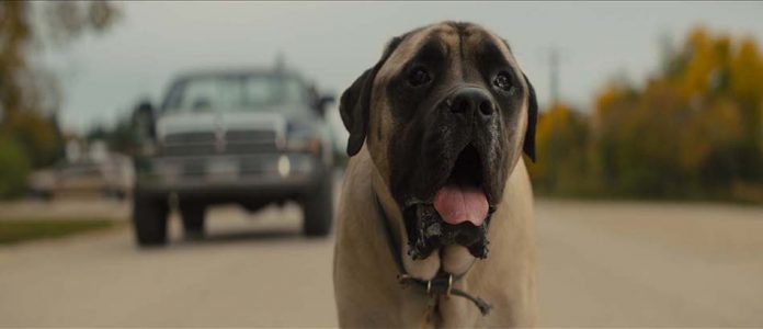 Mes autres vies de chien (A Dog's Journey)