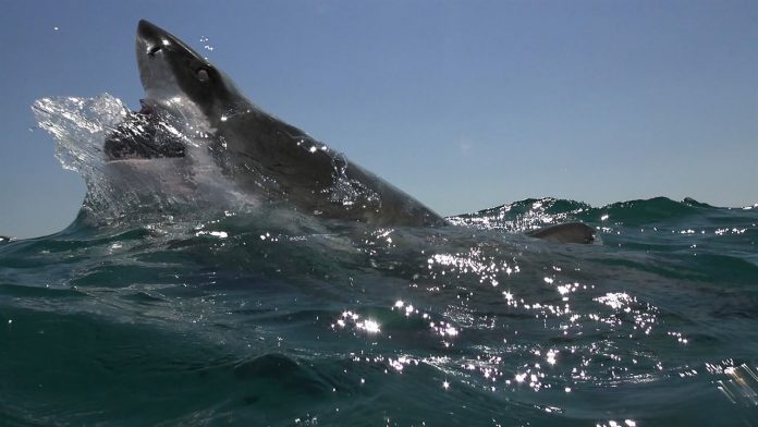 OPEN WATER 3 - 2