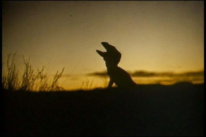 Carnosaur