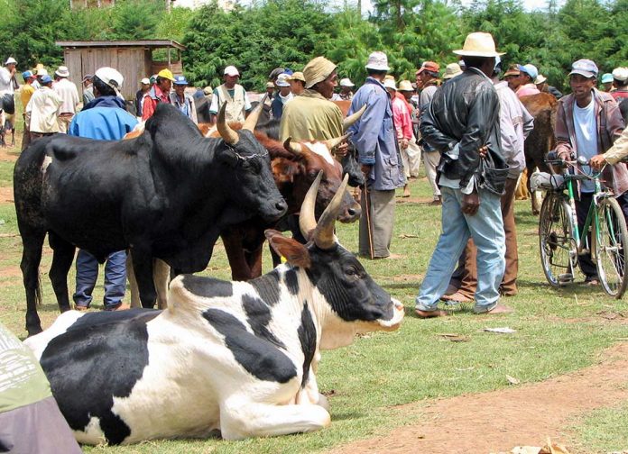 Omby Madagascar et le Zebu