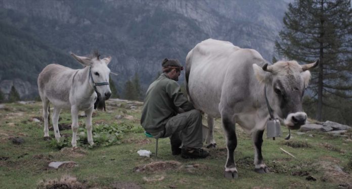 Vaches sur le toit