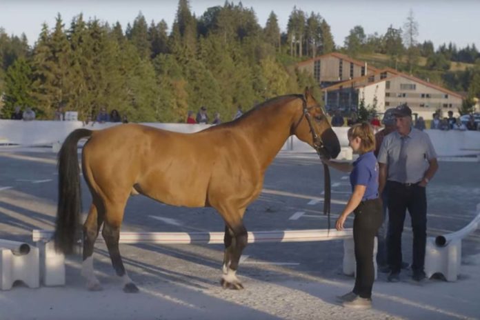 Le Cheval de chez nous