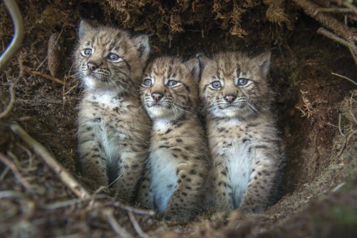 Lynx