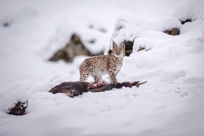 Lynx