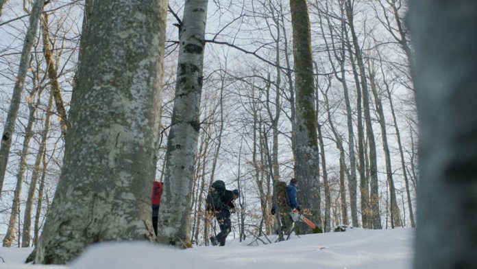 La Symphonie des arbres