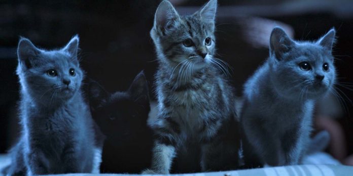 Mon chat et moi, la grande aventure de Rroû (7)