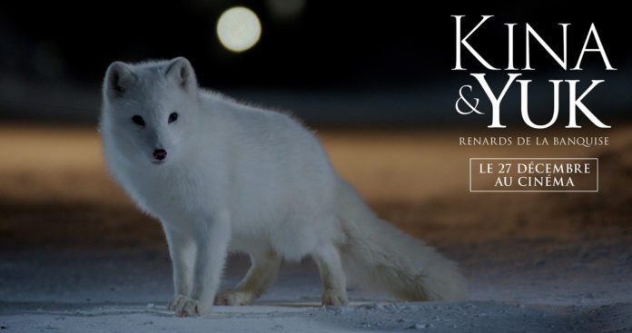 Kina & Yuk: renards de la banquise