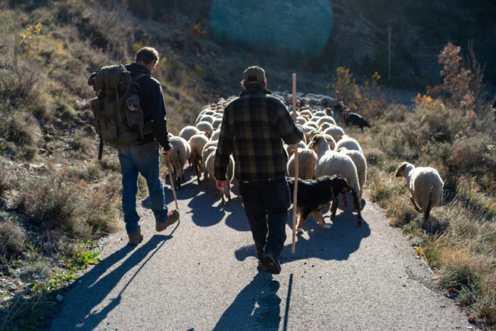 Vivre avec les loups