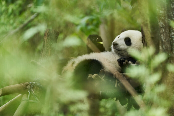 Moon le panda